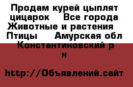 Продам курей цыплят,цицарок. - Все города Животные и растения » Птицы   . Амурская обл.,Константиновский р-н